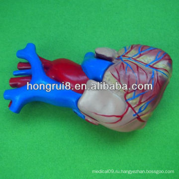 ISO Life size Модель человеческого сердца, образовательная модель сердца, сердце анатомии
